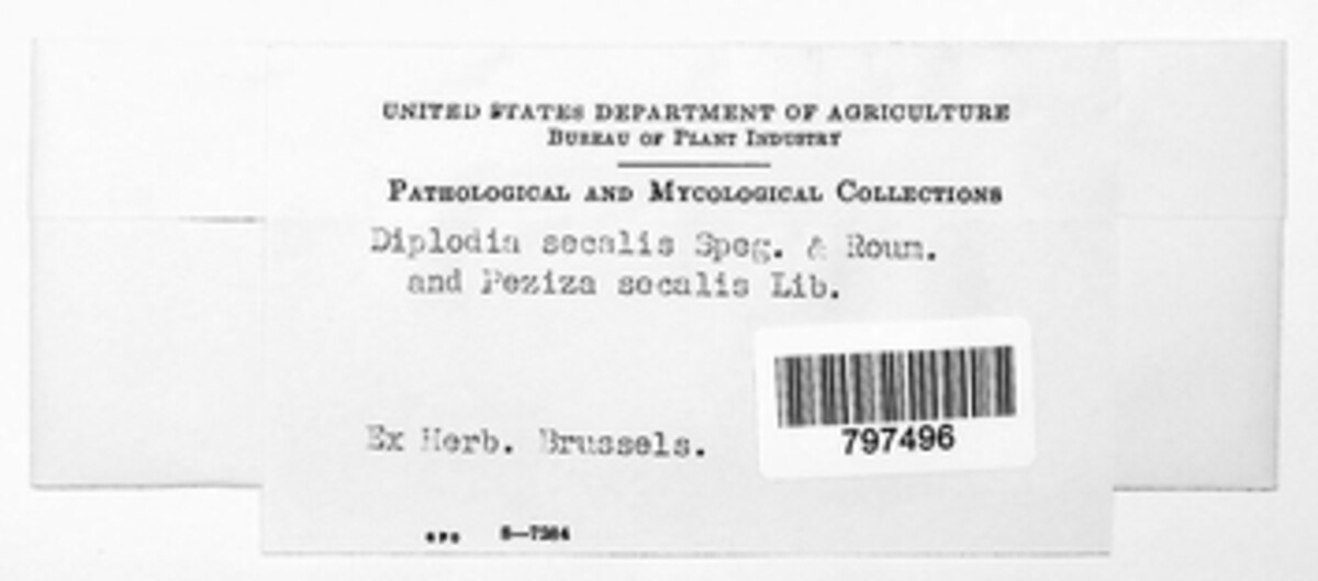 Microdiplodia secalis image